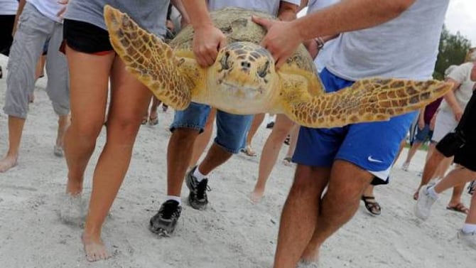 Karen Beasley Sea Turtle Rescue