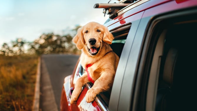 Pet Friendly Rentals on Topsail Island